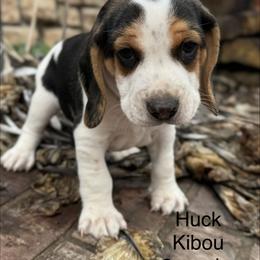 Huck AKC - Black tan and white male Beagle puppy in Rogersville, Missouri from Hales Little Beagle Haven