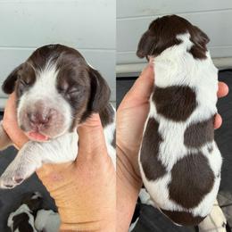 Liver roan tri - Liver roan and tan male English Cocker Spaniel puppy in Millen, Georgia from Pine Hill Kennels
