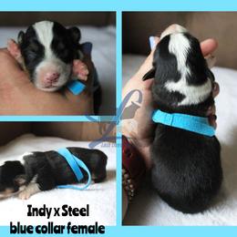 Blue collar - White and black female Pembroke Welsh Corgi puppy in Wayne City, Illinois from Lash Livestock & Corgis