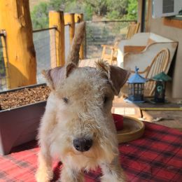 Giant Schnauzer and Lakeland Terrier Puppies from Lazy VL Lakelands