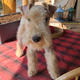 Giant Schnauzer and Lakeland Terrier Puppies from Lazy VL Lakelands