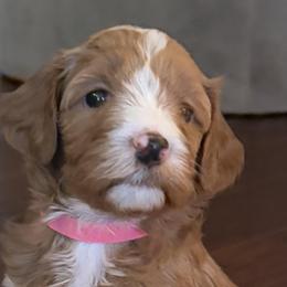 Goldendoodles from Blue Ridge Goldens