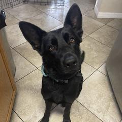 Sasha - German Shepherd