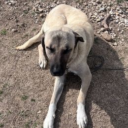 Anatolian Shepherd Dogs from Valley View Farms