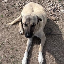Anatolian Shepherd Dogs from Valley View Farms