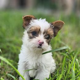 Boy 3 - Chocolate, tan and white male Yorkshire Terrier puppy in Adams, North Dakota from Mathiasons Little Barkers