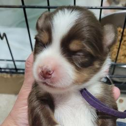BELLA RTF (purple collar) - Red tri female Toy Australian Shepherd puppy in Norwood, Missouri from Looney Farm’s Toy & Mini Aussies