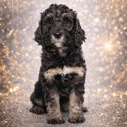 Turkey - Phantom male Goldendoodle puppy in Everett, Washington from Pawlydoodles