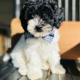 Teddy - Black and silver male Havapoo puppy in Natural Bridge, Virginia from Rockbridge Puppies