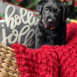 Labrador Retriever Puppies from Mayfield Farm