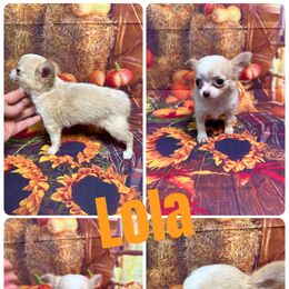 Lola - Blue fawn female Chihuahua puppy in Palmyra, Indiana from Country Star Chihuahuas