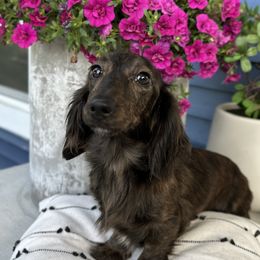 Henna - Dachshund