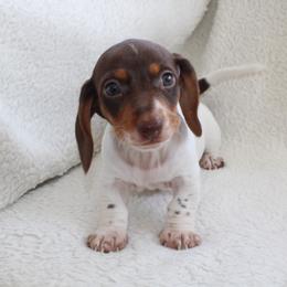 Jay - Piebald male Dachshund puppy in Fairfax, Iowa from Grayson’s Lovable Dachshunds