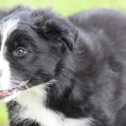 Cam - Black female Border Collie puppy in Tylertown, Mississippi from Cool Meadow Farms