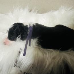 Aussiedoodle and Miniature Australian Shepherd Puppies from The Finished Dog