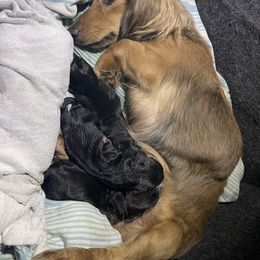 Dachshund puppies from LovelylilDoxies
