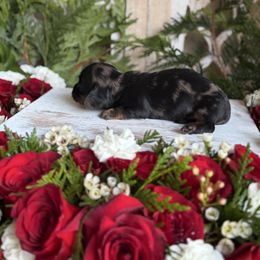 Silver dapple long hair - Dapple female Dachshund puppy in Wills Point, Texas from East Mini Dachshunds Texas