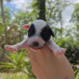 Miss. Charlotte - Parti female Poodle puppy in Gainesville, Florida from Alyssa Xxweetdoodles