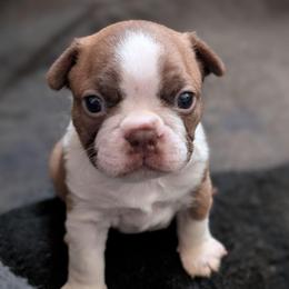 Red boy - Red male Boston Terrier puppy in Oak Hills, California from All American Boston Terriers