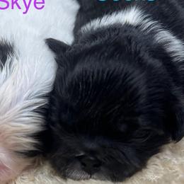 FULL AKC SOCKS - Black male Pekingese puppy in Hustontown, Pennsylvania from Triple I Pekes