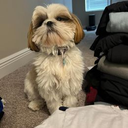 Shih Tzu All Grown Up from Shih Tzu Jewels of Cocoa