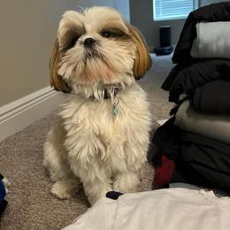 Shih Tzu All Grown Up from Shih Tzu Jewels of Cocoa