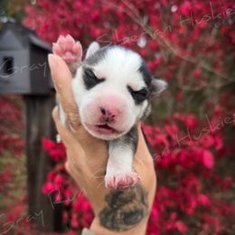 Wildfire - Black and white female Siberian Husky puppy in Addison, Michigan from Gray Run Siberian Huskies