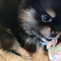 Little Miss - Pomeranian puppy from Mayhew's Pomeranian Pups