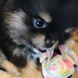 Little Miss - Pomeranian puppy from Mayhew's Pomeranian Pups