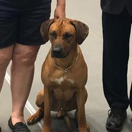 Rhodesian Ridgebacks from Oluchi Hounds