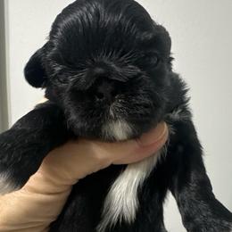 Comet - Black and white male Shih Tzu puppy in Burlington, North Carolina from Nancy’s Lil’Shih Tzus