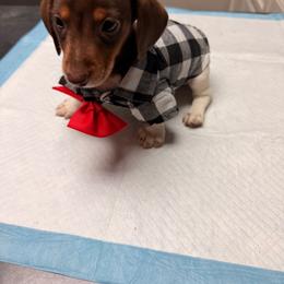 Buddy love - Piebald male Dachshund puppy in Magnolia, Texas from Carrie’s Countryside Dachshunds