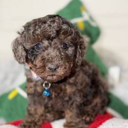 Acorn - Merle male Goldendoodle puppy in Beecher, Illinois from Erica’s Doodles