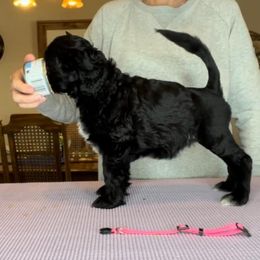 Lagotto Romagnolo and Portuguese Water Dog Puppies from Shooting Star Water Dogs