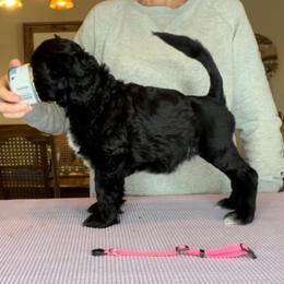 Lagotto Romagnolo and Portuguese Water Dog Puppies from Shooting Star Water Dogs