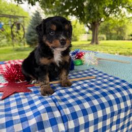 Rockie - Black tri-color male Aussiedoodle puppy in Hopkins, Missouri from Mowry Creek Mini Aussiedoodles and More