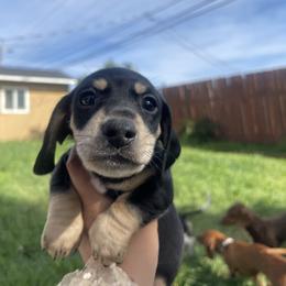 Norman Osborne - Black and cream male Dachshund puppy in Yuba City, California from The Navarro Furbabies