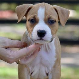 Boy 2 - Red male American Staffordshire Terrier puppy in St. Augustine, Florida from LBK & Ancient City