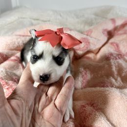Female blk and white - Black and white female Pomsky puppy in Leesburg, Virginia from Capital Pomsky