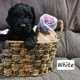 White - Black female Goldendoodle puppy in Stevens Point, Wisconsin from Dogs of Dewey Acres