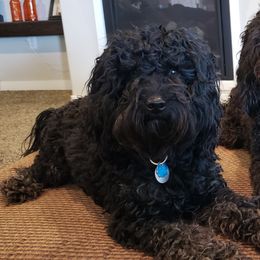 Grizz - Goldendoodle