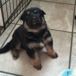German Shepherd Puppies from Tatum Kennels