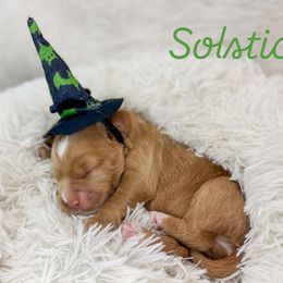 Solstice - Caramel male Australian Labradoodle puppy in Redding, California from Shasta Royal Monroe Puppies