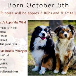 Toy Australian Shepherd puppies from Dusty Spring Australian Shepherds, LLC