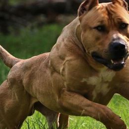 CYPRESS - American Bully