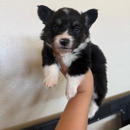 Crayon - Black and tan male Pembroke Welsh Corgi puppy in Red Bluff, California from Wilder Ranch Corgis