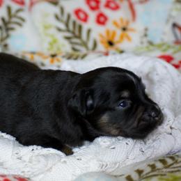 Annie - Black tri female Miniature American Shepherd puppy in Chocowinity, North Carolina from Foxtail Hollow