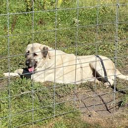 Anatolian Shepherd Dog and Kangal All Grown Up from Hidden Meadow Ranch