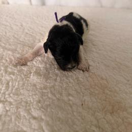 Wonder Woman - Black and white female Bernedoodle puppy in Luana, Iowa from Country View Bernedoodles and Goldendoodles