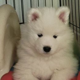 Samoyed Puppies from Samkist
